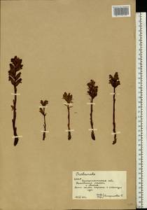 Orobanche, Eastern Europe, West Ukrainian region (E13) (Ukraine)