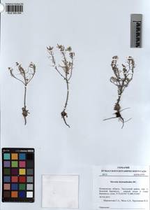 KUZ 005 054, Stevenia cheiranthoides subsp. incarnata (Lamb. ex DC.) D. A. German, Siberia, Altai & Sayany Mountains (S2) (Russia)