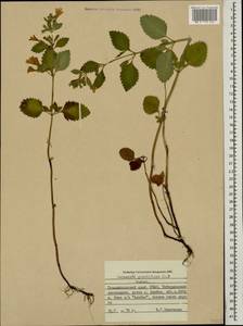 Clinopodium grandiflorum (L.) Kuntze, Caucasus, Stavropol Krai, Karachay-Cherkessia & Kabardino-Balkaria (K1b) (Russia)