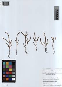 KUZ 003 549, Salicornia europaea L., Siberia, Altai & Sayany Mountains (S2) (Russia)
