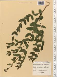Poacynum sarmatiense (Woodson) Mavrodiev, Laktionov & Yu. E. Alexeev, Caucasus, Krasnodar Krai & Adygea (K1a) (Russia)