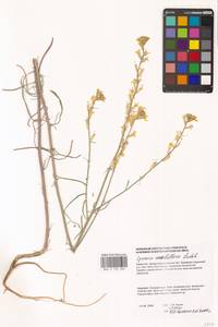 Erysimum quadrangulum Desf., Middle Asia, Caspian Ustyurt & Northern Aralia (M8) (Kazakhstan)