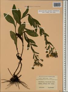 Aster amellus subsp. bessarabicus (Bernh. ex Rchb.) Soó, Caucasus, Stavropol Krai, Karachay-Cherkessia & Kabardino-Balkaria (K1b) (Russia)