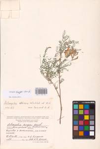 Astragalus zingeri Korsh., Eastern Europe, Lower Volga region (E9) (Russia)