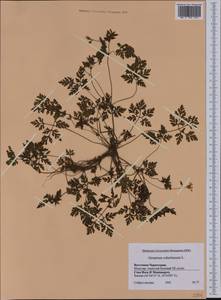 Geranium robertianum L., Western Europe (EUR) (Montenegro)