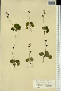 Pyrola renifolia Maxim., Siberia, Russian Far East (S6) (Russia)