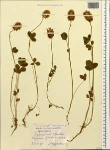 Trifolium ambiguum M.Bieb., Caucasus, Georgia (K4) (Georgia)