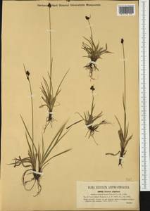 Carex norvegica Retz. , nom. cons., Western Europe (EUR) (Austria)