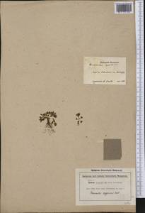 Ranunculus pygmaeus Wahlenb., America (AMER) (Not classified)