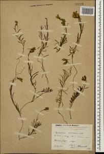 Linaria macroura (M. Bieb.) M. Bieb., Caucasus, Dagestan (K2) (Russia)