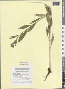 Oenothera biennis L., Eastern Europe, Central forest-and-steppe region (E6) (Russia)