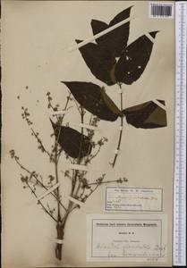 Ailanthus altissima (Miller) Swingle, America (AMER) (United States)