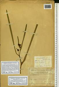 Sparganium erectum L., Eastern Europe, Central region (E4) (Russia)