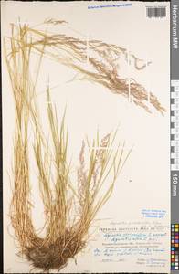 Agrostis stolonifera L., Eastern Europe, North Ukrainian region (E11) (Ukraine)