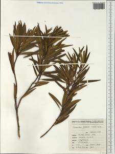 Osmanthus austrocaledonicus subsp. badula (Vieill. ex Pancher & Sebert) P.S.Green, Australia & Oceania (AUSTR) (New Caledonia)