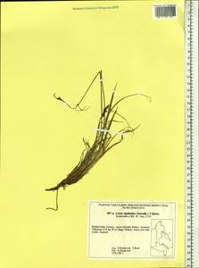 Carex rigidioides (Gorodkov) V.I.Krecz., Siberia, Russian Far East (S6) (Russia)