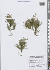 Diphasiastrum complanatum (L.) Holub, Siberia, Central Siberia (S3) (Russia)