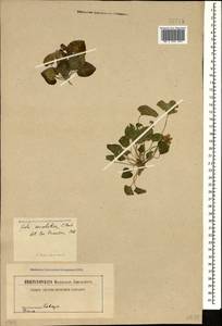 Viola somchetica C. Koch, Caucasus (no precise locality) (K0)