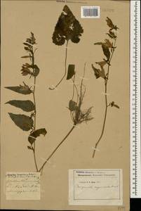 Campanula rapunculoides L., Caucasus (no precise locality) (K0)