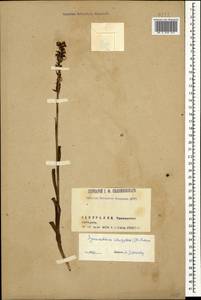 Gymnadenia conopsea (L.) R.Br., Caucasus, Georgia (K4) (Georgia)