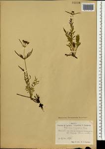 Patrinia rupestris (Pall.) Dufr., Mongolia (MONG) (Mongolia)