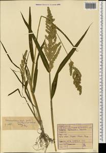 Echinochloa crus-galli (L.) P.Beauv., Caucasus, Black Sea Shore (from Novorossiysk to Adler) (K3) (Russia)