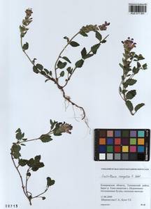 Scutellaria mongolica Sobolevsk., Siberia, Altai & Sayany Mountains (S2) (Russia)
