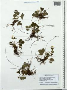 Fragaria orientalis Losinsk., Siberia, Baikal & Transbaikal region (S4) (Russia)