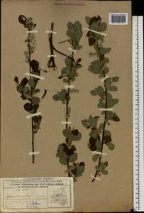 Salix aurita L., Eastern Europe, Volga-Kama region (E7) (Russia)