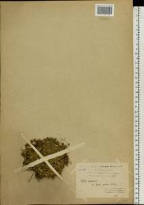 Silene acaulis (L.) Jacq., Eastern Europe, Northern region (E1) (Russia)