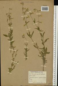 Silene dichotoma Ehrh., Eastern Europe, Rostov Oblast (E12a) (Russia)