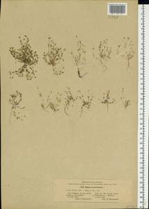 Sagina procumbens, Eastern Europe, Central forest-and-steppe region (E6) (Russia)