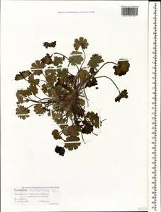 Geranium rotundifolium L., Caucasus, Black Sea Shore (from Novorossiysk to Adler) (K3) (Russia)