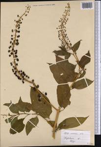 Phytolacca, America (AMER) (Peru)
