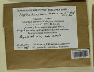 Polytrichum formosum Hedw., Bryophytes, Bryophytes - North Caucasus & Ciscaucasia (B12) (Russia)