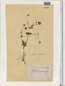 Geranium palustre L., Eastern Europe, Moscow region (E4a) (Russia)