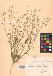 Capsella bursa-pastoris (L.) Medik., Eastern Europe, Central forest-and-steppe region (E6) (Russia)
