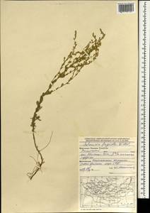 Artemisia frigida Willd., Mongolia (MONG) (Mongolia)