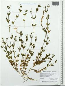 Stellaria crispa Cham. & Schltdl., Siberia, Chukotka & Kamchatka (S7) (Russia)