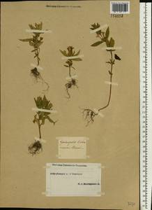 Galeopsis ladanum L., Eastern Europe, Eastern region (E10) (Russia)