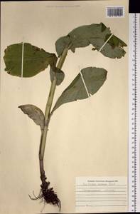 Bupleurum aureum Fisch., Siberia, Altai & Sayany Mountains (S2) (Russia)