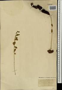 Rhodiola rosea L., Mongolia (MONG) (Mongolia)