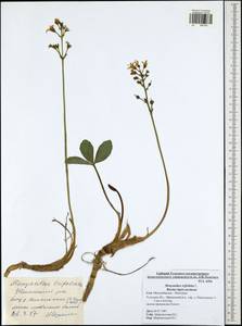 Menyanthes trifoliata L., Eastern Europe, Central region (E4) (Russia)