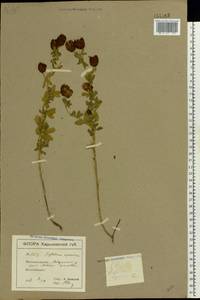 Trifolium aureum Pollich, Eastern Europe, North Ukrainian region (E11) (Ukraine)