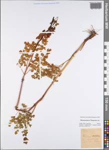 Thalictrum, Eastern Europe, Moscow region (E4a) (Russia)
