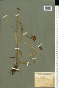 Campanula persicifolia L., Eastern Europe, South Ukrainian region (E12) (Ukraine)