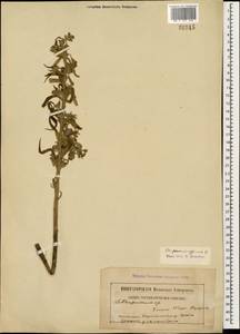 Lithospermum officinale L., Caucasus, Armenia (K5) (Armenia)