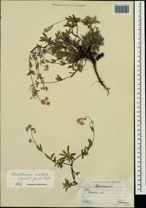 Helianthemum orientale (Grosser) Juz. & Pozdeeva, Crimea (KRYM) (Russia)