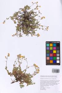 Helianthemum rupifragum A. Kern., Eastern Europe, Eastern region (E10) (Russia)