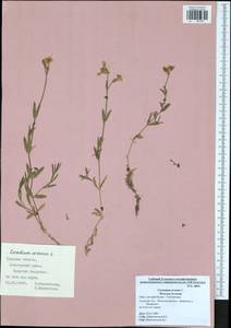 Cerastium arvense L., Eastern Europe, Central region (E4) (Russia)